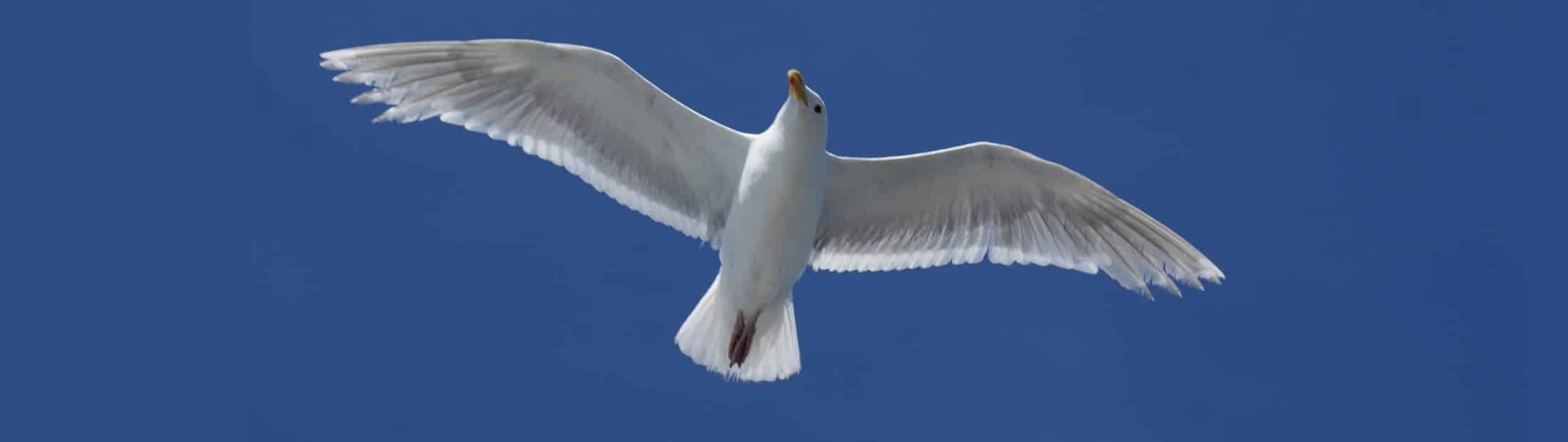 white bird flying in the blue sky